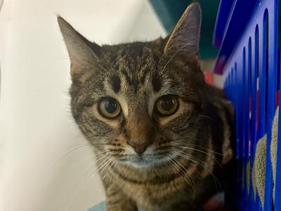 Francesca, young, available for adoption