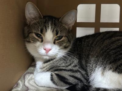 Ricky Bobby, adult, available for adoption