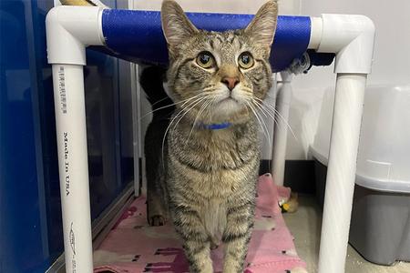 Hudson, available for adoption