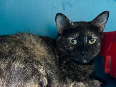 Atia, adult, available for adoption