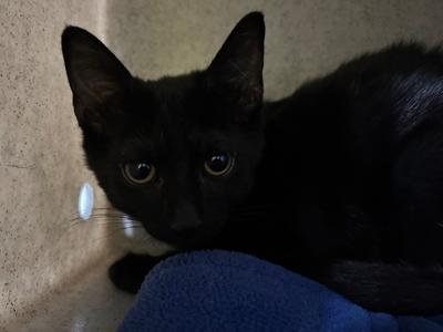 Komodo, available for adoption
