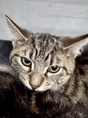 Connie, available for adoption