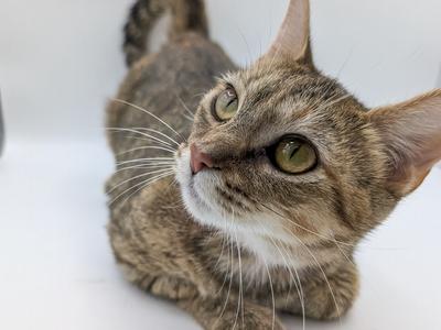 Jammy, adult, available for adoption