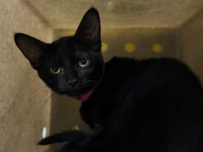 Kudu, available for adoption