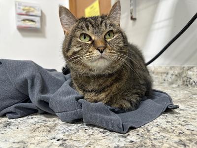 Paddie, available for adoption