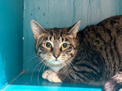 Marchella, young, available for adoption