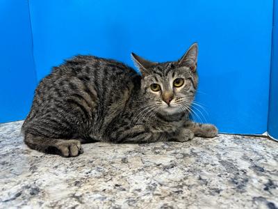 Ava, adult, available for adoption