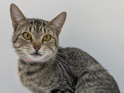 A close-up of a tabby cat with green eyes and a pink collar, looking directly at the camera.