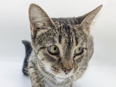Fawn, young, available for adoption