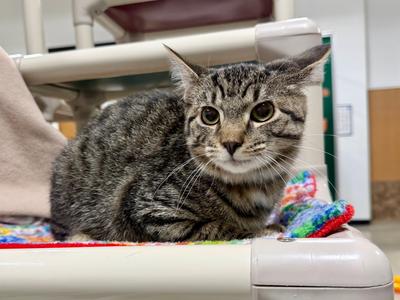 Bowser, available for adoption