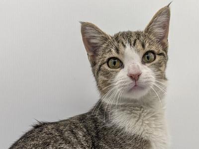 A close-up of a tabby cat with green eyes and white fur on its chest, looking directly at the camera against a plain white background.
