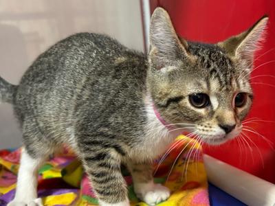 Laverne, young, available for adoption