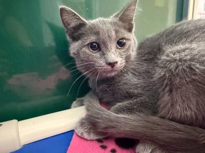 Lexy, available for adoption