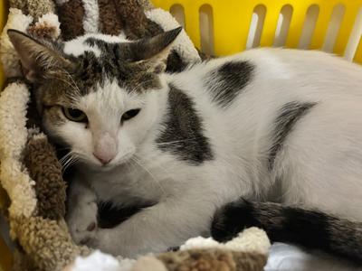 Cate, adult, available for adoption