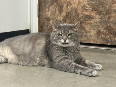 A gray cat is lying on the floor.