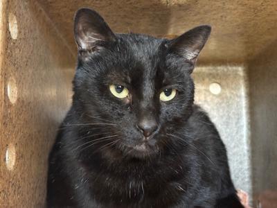 Julius Whiskers, available for adoption