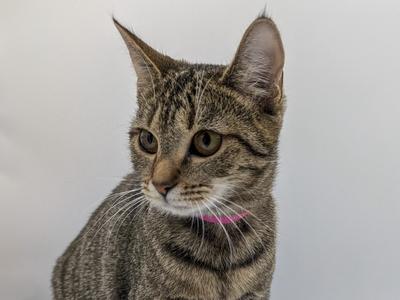 A tabby cat with a pink collar looking to the side.