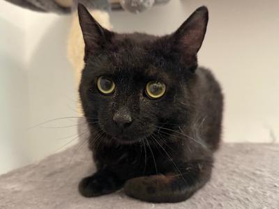 Saturn, young, available for adoption