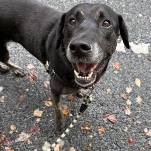 Duke, Black Labrador Retriever, adult, available for adoption