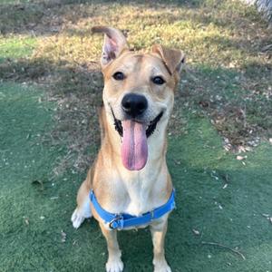 A happy dog with a blue harness, sitting on grass and looking up with its tongue out.