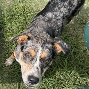Rory, Mixed Breed, puppy, available for adoption