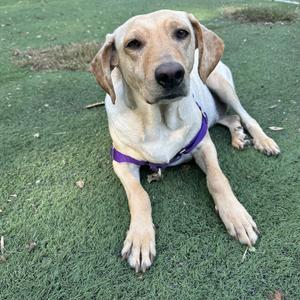 A light-colored dog lying on green grass, wearing a purple harness.