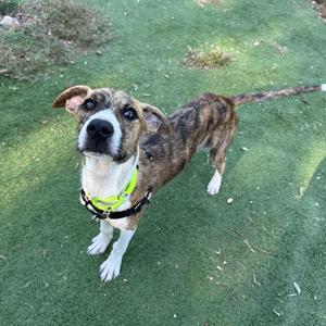 A brindle and white dog wearing a yellow harness, standing on a grassy surface and looking up.