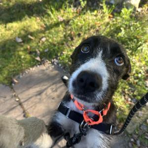 Kally, Mixed Breed, puppy, available for adoption