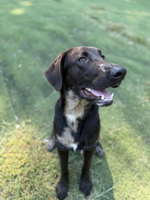 A black dog with a white chest patch sitting on grass, looking up with its mouth open and tongue out.