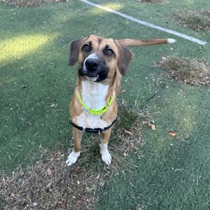 A brown and white dog wearing a green harness stands on a grassy field.