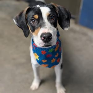 Yakko, Hound, adult, available for adoption