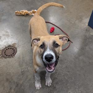 A happy brown and white dog with floppy ears and a red collar, standing on a concrete floor with a toy in the background.