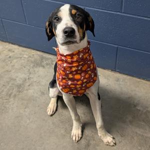 A black and white dog with brown markings on its face and ears, wearing a bandana with a pumpkin pattern, sitting on a concrete floor in front of a blue wall.