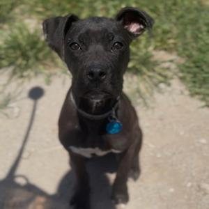 Daphne, Boxer, adult, available for adoption