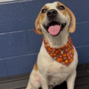 A happy dog wearing a bandana with a pattern of paw prints, sitting in front of a blue wall.