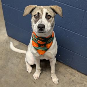 A dog wearing a bandana with an orange and green pattern, sitting in front of a blue wall.