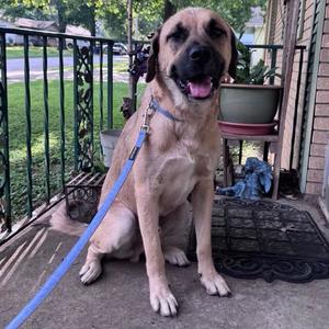 Oakley, Shepherd, Anatolian, adult, available for adoption