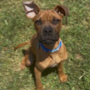 A brown puppy with one ear standing up and one ear folded down sitting on a green grass lawn.
