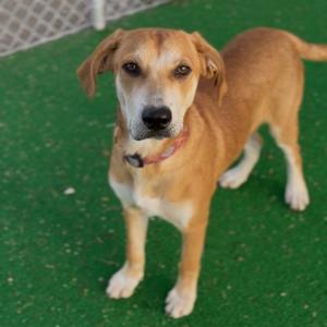 A brown and white dog standing on a green surface