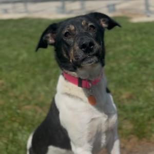 Fig, Mixed Breed (Medium), adult, available for adoption