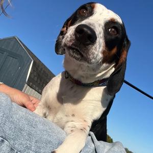 Lottie, Beagle, adult, available for adoption