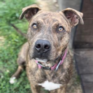 A brindle pit bull mix dog with a pink collar sits looking up at the camera.
