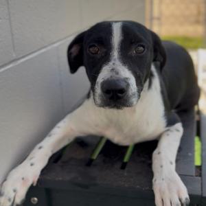 Bashful, Beagle, adult, available for adoption