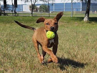 A brown dog running in a grassy field with a yellow tennis ball in its mouth.