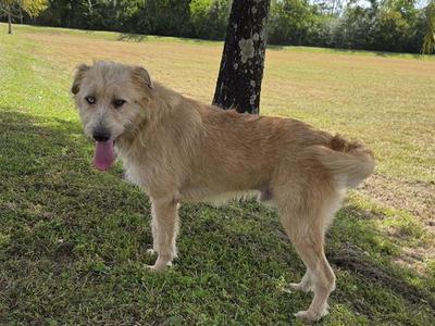 a light brown dog standing on grass with its tongue out
