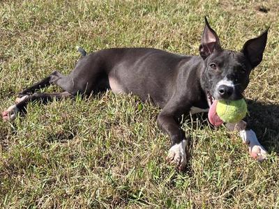 A black dog with white paws and a green tennis ball in its mouth lying on grass.