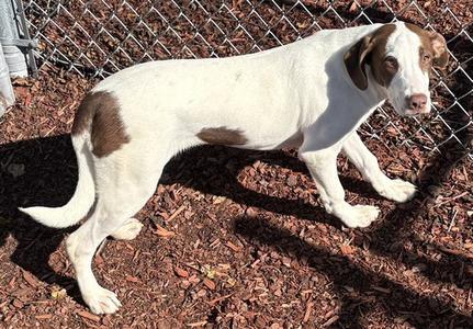 KENNY, Hound, young, available for adoption