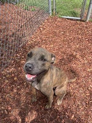 A brown dog with a brindle coat sitting on a bed of wood chips, looking up with its mouth open and tongue out, in front of a chain-link fence.