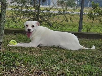 A white dog lying on the grass with a tennis ball next to it.