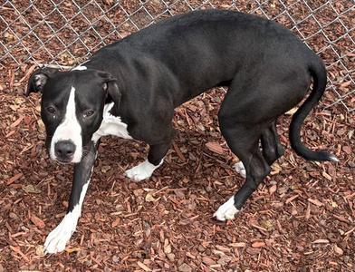 BELLE, American Pit Bull Terrier, young, available for adoption